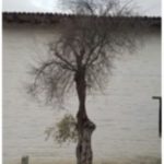 Dead olive tree at Mission