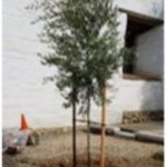 New olive tree at Mission