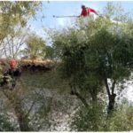 Trimming olive trees at Mission