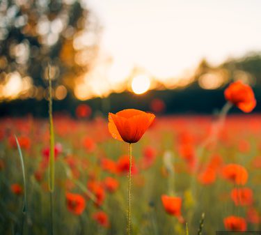 Poppy Flower In Large Field