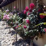 Roses beside main church