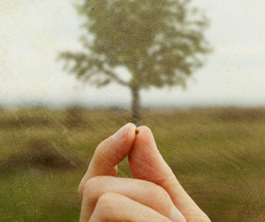 Hand holding mustard seed with mustard tree in background.
